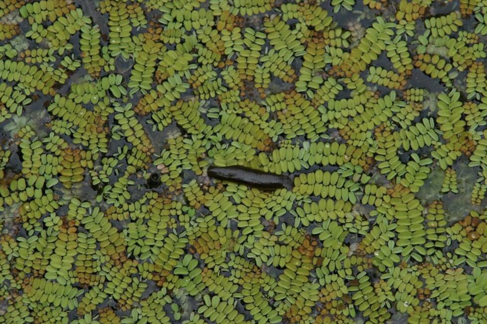 От безгръбначните един вид е включен в червения списък на IUCN (Lycaena dispar). В резервата се срещат над 500 вида насекоми. Описани са и 18 вида риби – всички са типични за дунавската ихтиофауна. Най-многочислени са видовете от сем. Шаранови: сребриста каракуда, бабушка, червеноперка. Има сравнително висока численост на щуката. Други срещани видове са: девеигла бодливка – с една от най-многочислените популации в страната, шаран, каракуда, виюн. 6 вида риби са защитени, включени в Приложение III на Бернската Конвенция – сред тях са распер и уклей.<br />
<br />
За района са описани 12 вида земноводни. Най-многобройни са голямата водна и зелената водна жаба. Районът е обитаван от един вид, включен в червената книга на IUCN и Червената книга на България – смокът мишкар (Elaphe longissima).<br />
<br />
8 вида от останалите 12 влечуги са защитени от националното законодателство: европейската блатна костенурка, жълтоухата водна змия и сивата водна змия, шипобедрената костенурка, смокът мишкар (Ablepharus kitaibelli fitzingeri), ивичестия гущер, зеления гущер , големия стрелец, ивичестия смок и пепелянката.