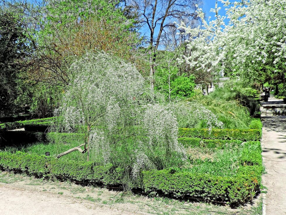 Кралската ботаническа градина в Мадрид