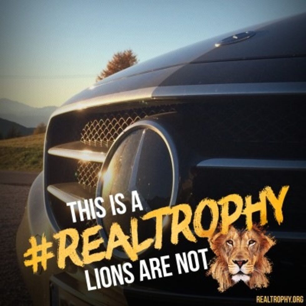 Кампанията #RealTrophy цели да убеди властите в Република Южна Африка да наложат забрана върху трофейния лов на лъвове.