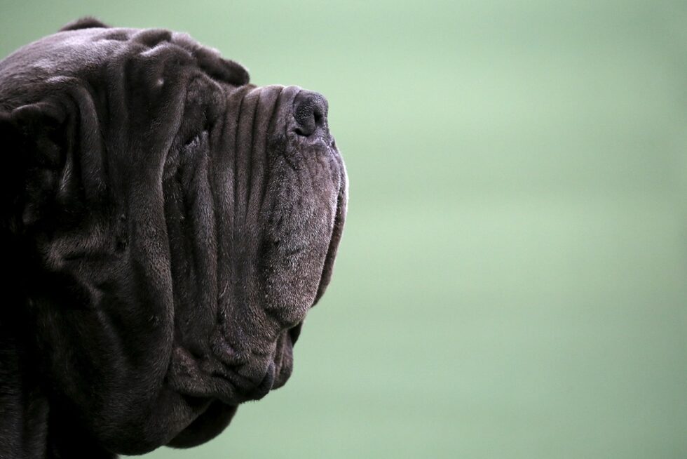 <a href="http://www.dnevnik.bg/photos/2016/02/16/2705554_fotogaleriia_kuchetata_ot_uestminstur_kenul_klub_dog/" target="_blank">Неаполитански мастиф на изложбата на кучета - "Уестминстър кенъл клъб дог шоу".</a>