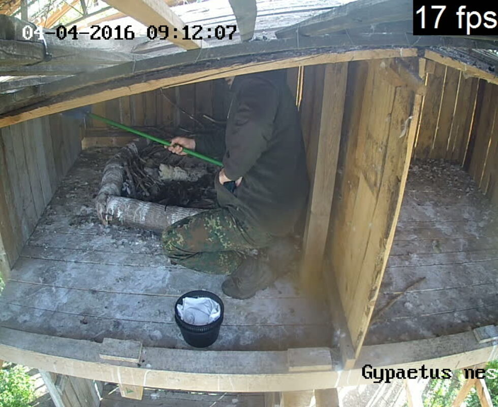 Самото излюпване - продължило по-дълго от нормалното, е преминало под наблюдението на световно известни специалисти по брадатия лешояд д-р Алекс Йопис и д-р Ханс Фрей и също е било нелеко.