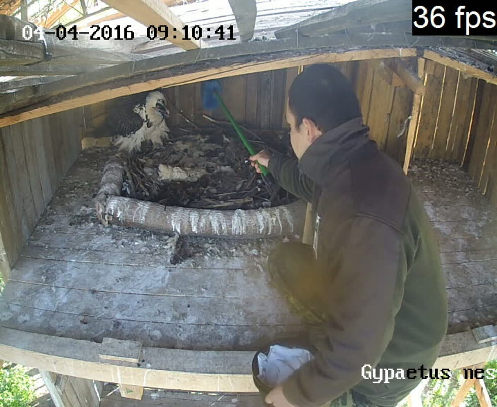 Птичето е дълго очаквана рожба в спасителния център, който отглежда родителите му - единствената двойка брадати лешояди у нас, от 2007 г. През февруари те снесоха първото си яйце.