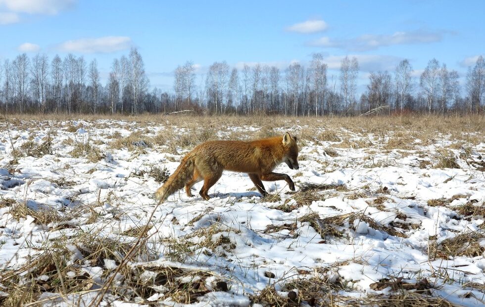 Лисица търси храна около село Бапчин в зоната за сигурност в Беларус.