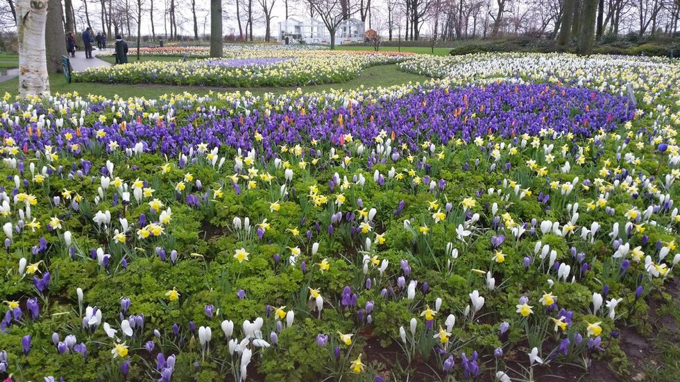 Историята на Кукенхоф (Keukenhof) или "кухненска градина" започва през 15 век с отглеждането на зеленчуци и подправки за кухнята на замъка Teylingen, през 1641 е градина на замъка Кукенхоф. Ландшафтните архитекти, баща и син Zocher, през 1857 преобразявят градината на замъка в английски стил, основа на парка и до днес.