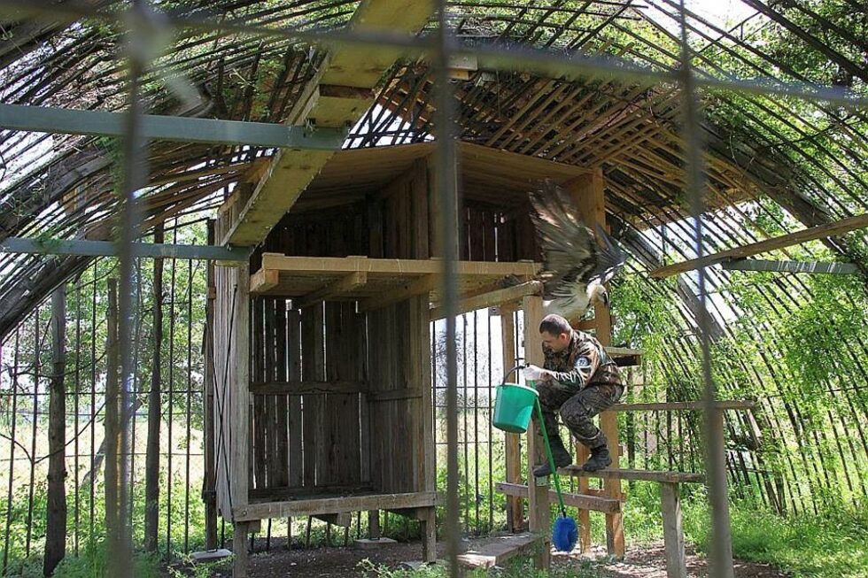 Фотогалерия: В дома на едномесечния брадат лешояд