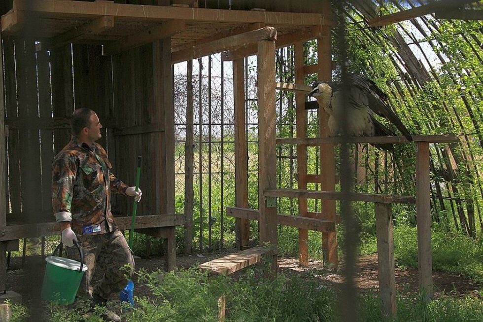 Фотогалерия: В дома на едномесечния брадат лешояд