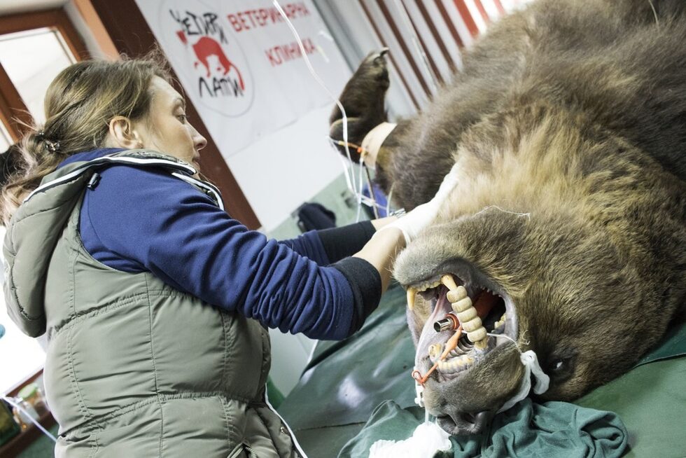 Фотогалерия: Да прегледаш девет кафяви мечки