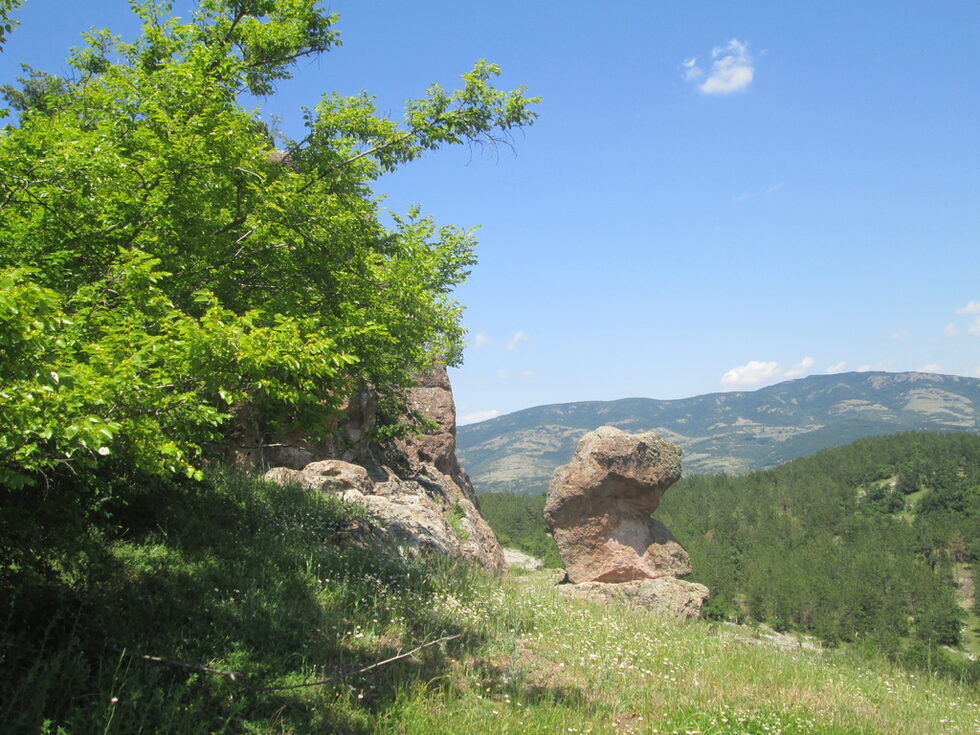 Скална гъба.