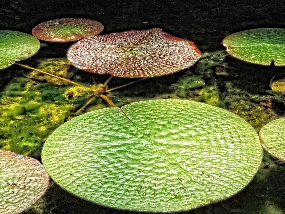 В тропическата къща "Виктория" царува гигантската водна лилия Victoria amazonica.
