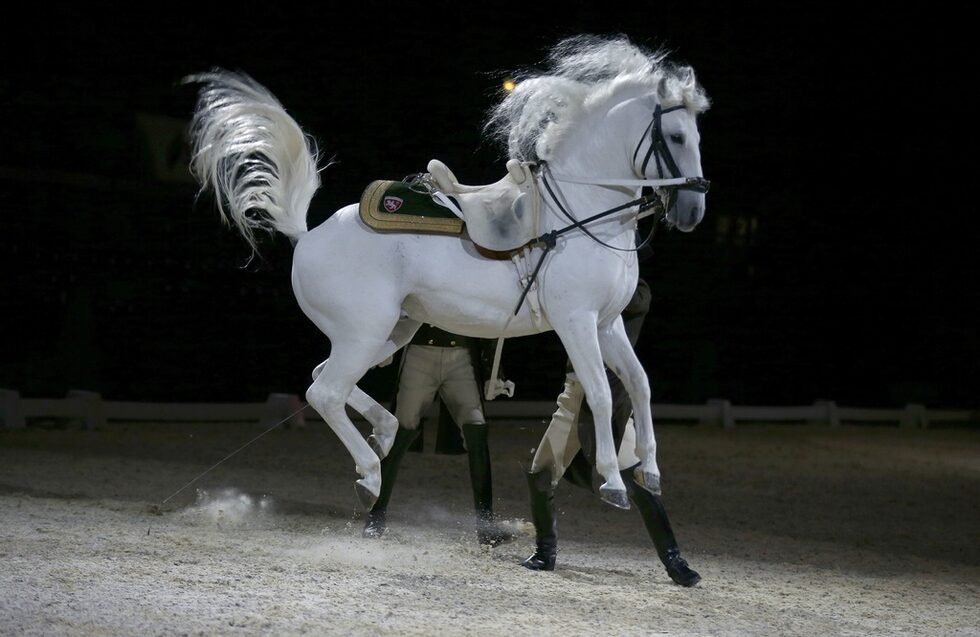 Повечето коне са сиви, рядко черни.<div><br /> </div>