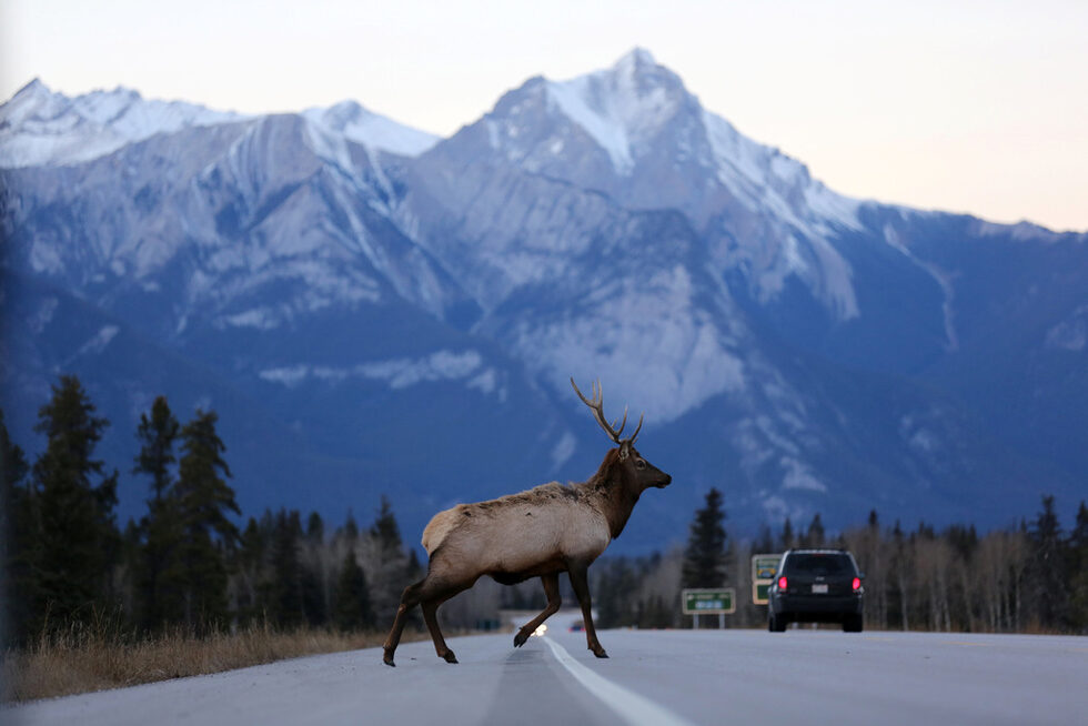 Лос преминава през магистралата Yellowhead, по маршрута, от където трябва да мине Trans Mountain Pipeline Kinder Morgan в Национален парк Джаспър, Алберта, Канада.