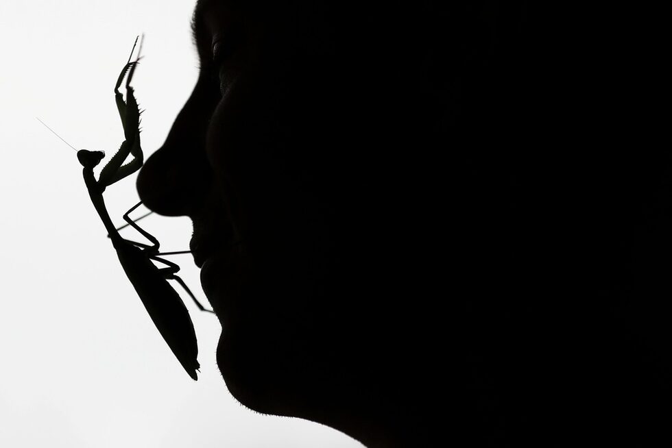 Информацията за броя и размера на животните се обменя между всички зоопаркове по света, за да се развиват по-успешно практиките по опазване на застрашените видове. В кадър - богомолка.