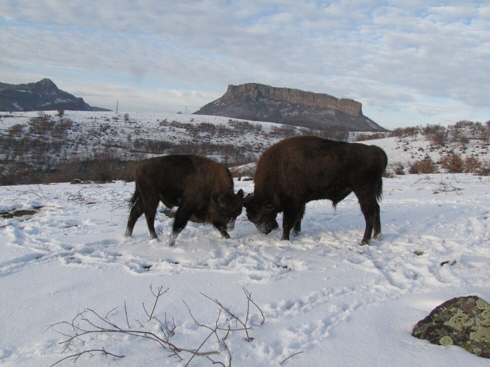 Европейският бизон или зубърът (Bison bonasus ) е най-едрият тревопасен бозайник в Европа.Зубърът се е превърнал в един от символите на природозащитата в Европа. Неговата история е пример за това как само в рамките на сто години един вид може да бъде доведен до ръба на изчезването и как в резултат на много усилия – да бъде възстановен.