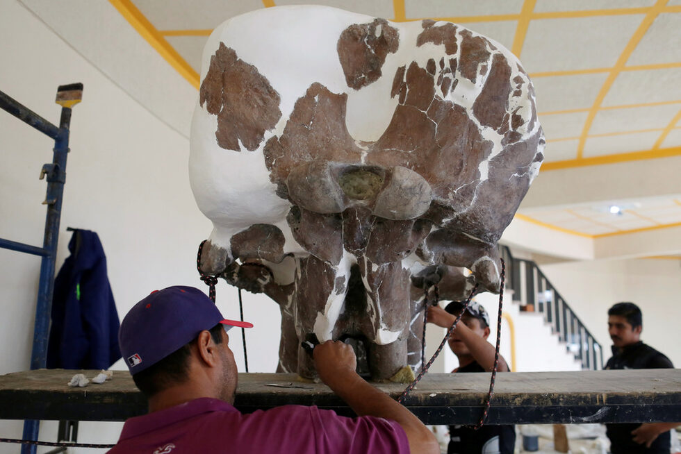 Останките са на животно от вида колумбийски мамут (Mammuthus columbi), живяло в Северна Америка. Смята се, че този вид мамути са влезли в Северна Америка от Азия преди около 1.5 млн. години. От съществуващите сега животни, най-близък родственик на колумбийския мамут е азиатският слон.