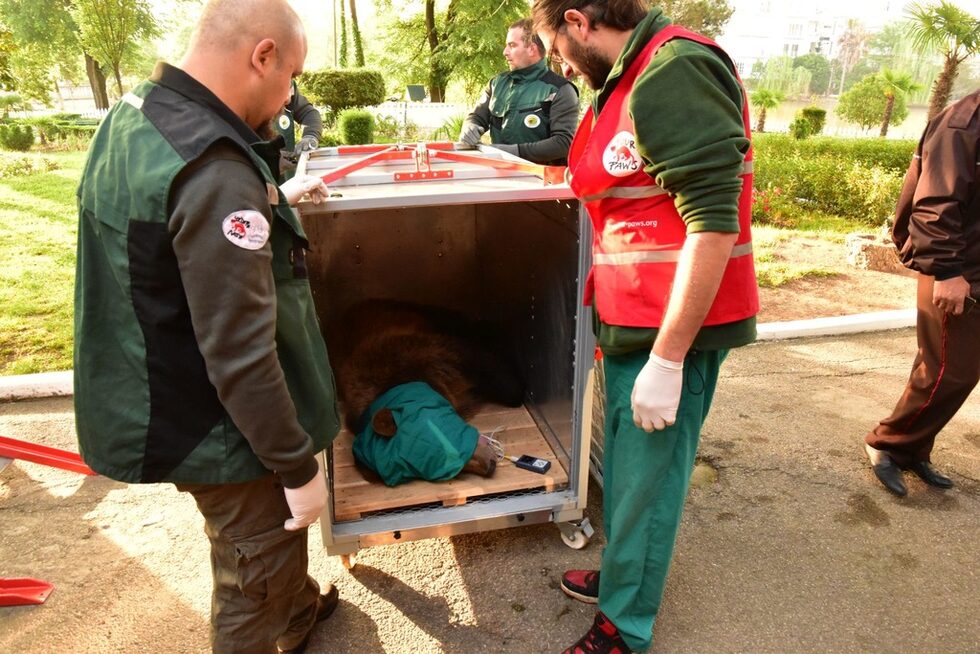 Двугодишният Рику е бил отгледан от бебе в частен двор, след като майка му по всяка вероятност е била отстреляна от бракониери. Първоначалната идея на собственика на малкото мече е била да го продаде като танцуваща мечка за забавление на туристите в морските курорти на Албания.<br /><br />През 2015 г. правителството въвежда забрана за притежаването на кафяви мечки от частни лица и в партньорство с "Четири лапи" и други неправителствени организации от Западна Европа започва усилия за спасяване на онези животни, които са отглеждани при неподходящи условия.