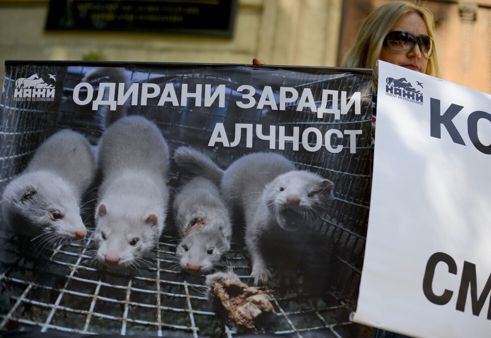 Група неправителствени организации излязоха с обща декларация, с която се обявяват срещу промени в Наредба 2 от Закона за ветеринарно-медицинския контрол.<br /><br />Тя предвижда легализирането отглеждането на американска норка в България, която да бъде употребявана за кожи, предупреждават протестиращите.<br /><br />Повечето от организациите застават категорично зад това наредбата да не бъде променяна.<br />