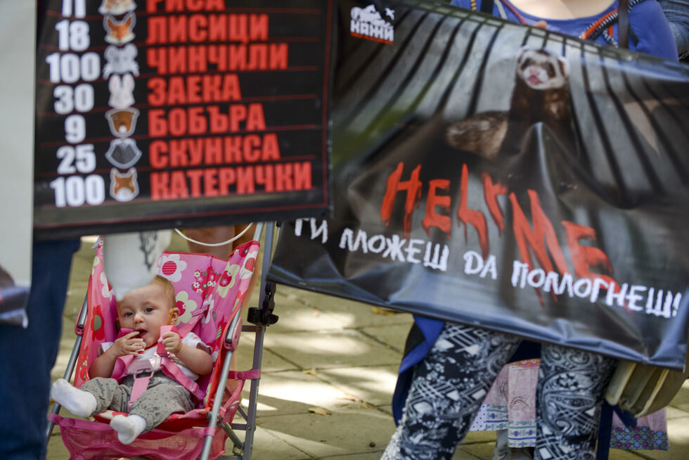Според гражданските организации, с гласуването на промените американската норка ще бъде официално допусната за отглеждане на територията на България.