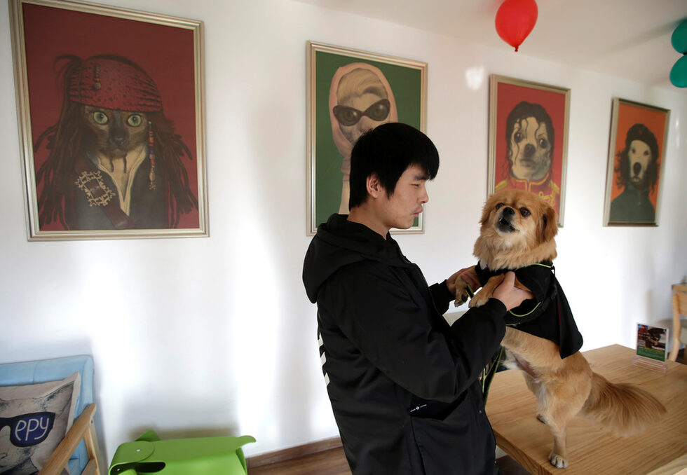 Домашно куче очаква обяда си на масата в ресторант.