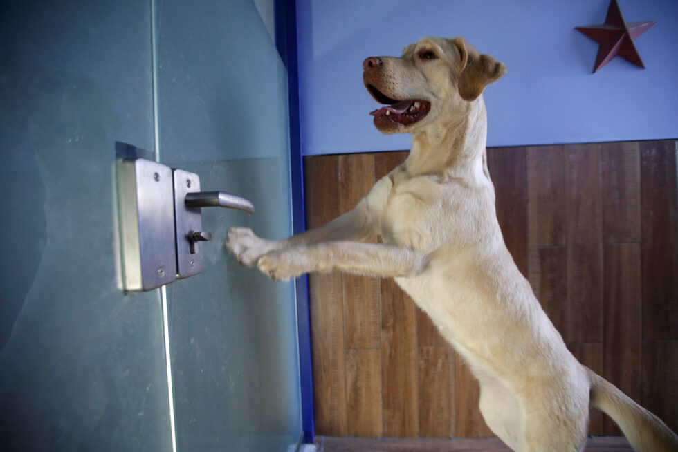 Кучето Дуодуо стои на задни лапи в стаята си в курорта.