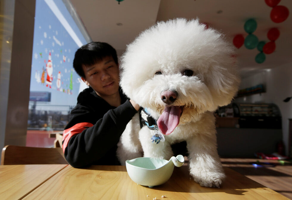 Хоук след като е приключил с обяда в ресторант за домашни любимци.