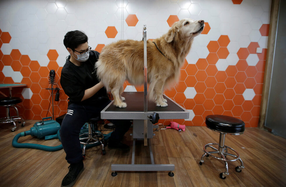 Човек от персонала изсушава домашния любимец Миумиу, след като е плувал в басейна.