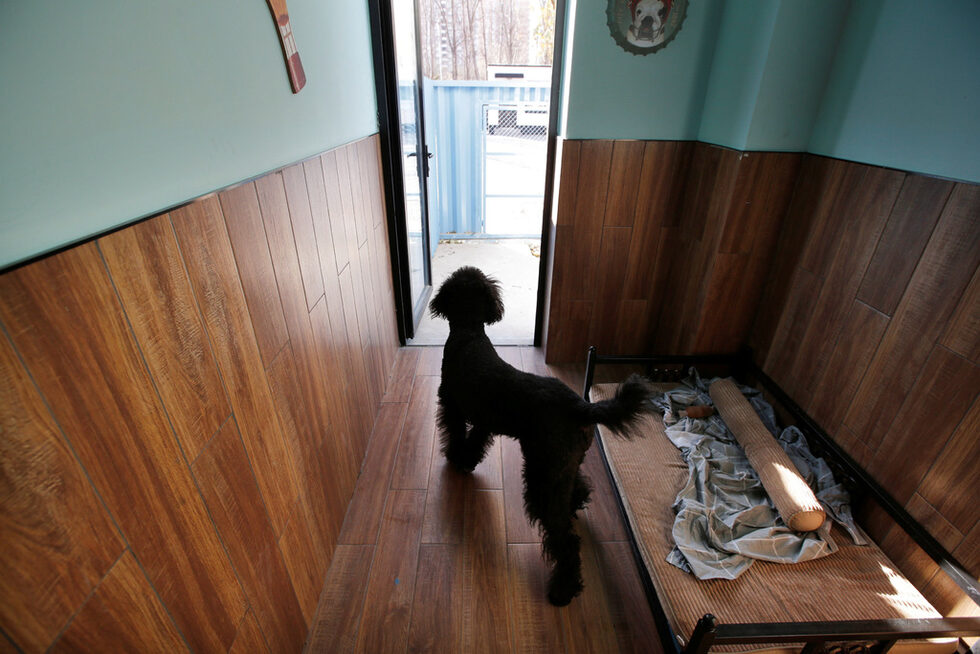 Кучето Танк гледа от прага на стаята си.