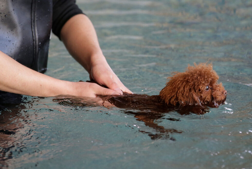 Инструктор помага на кучето Купер, докато плува в басейна.