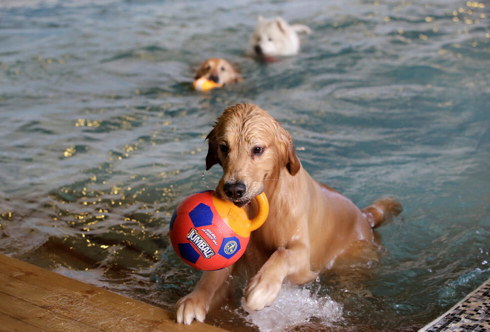 Оуди носи играчката си, докато играе в басейна.