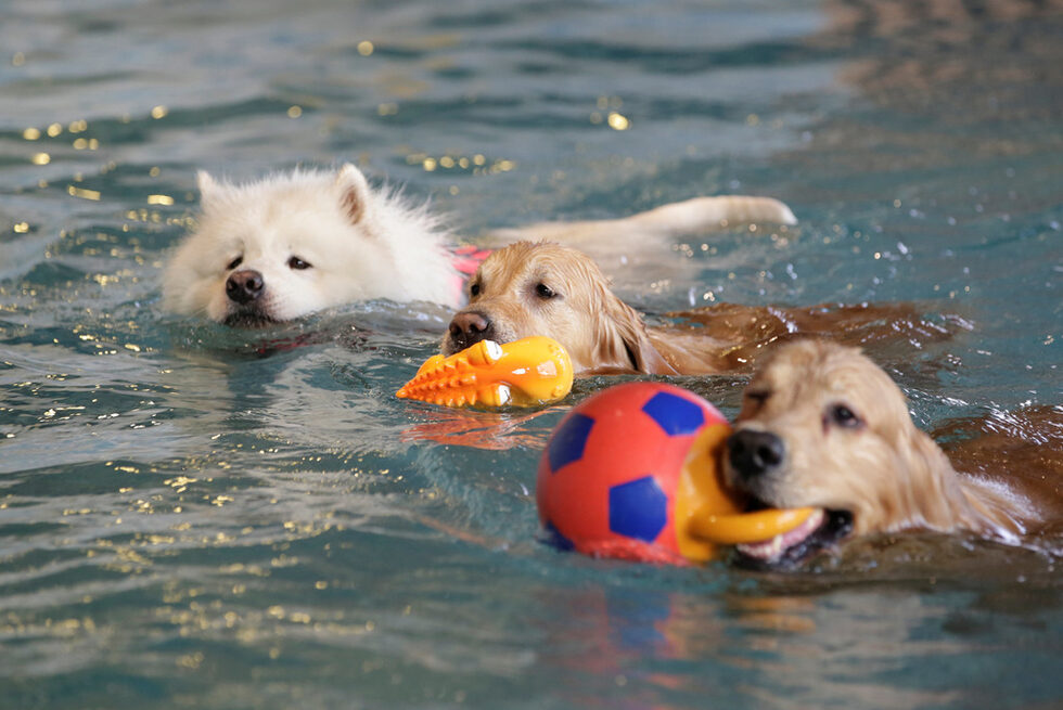Съмър, Киукиу и Оуди играят в басейна в курорта.