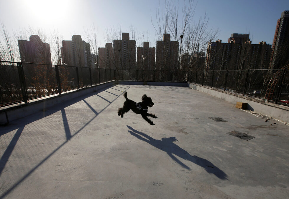 Фотогалерия: Оазис за домашни любимци в Китай