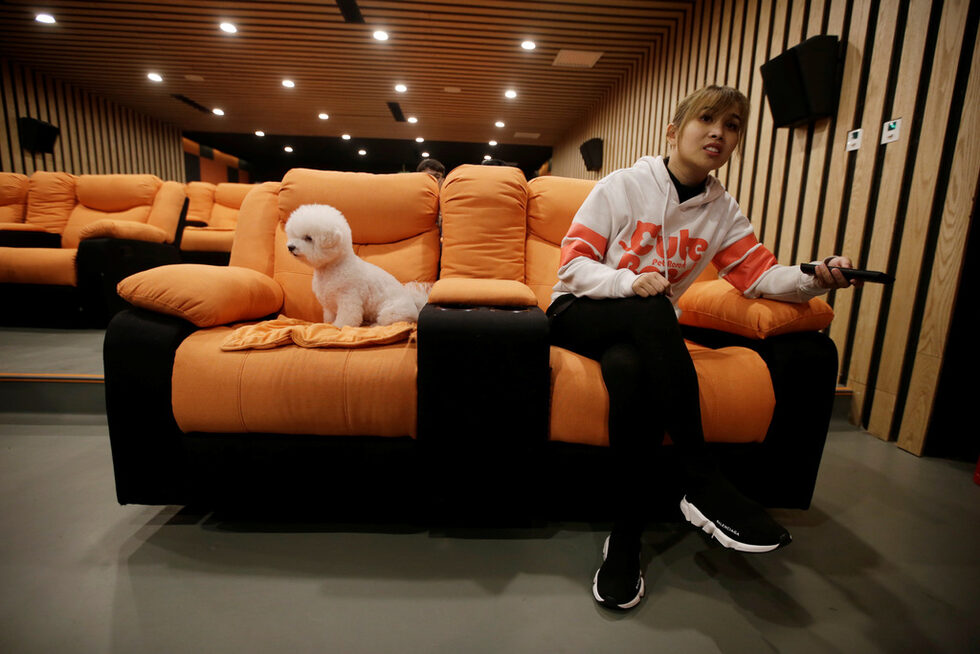 Куче седи на дивана до член на персонала преди прожекцията на филм в киното за кучета.