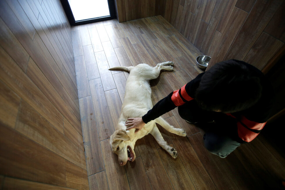 Дуодуо се радва на ласките на човек от персонала в стаята си в курорта в Пекин.