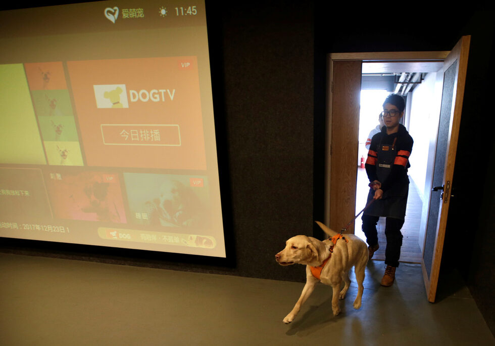 Дуодуо влиза в киното за кучета.