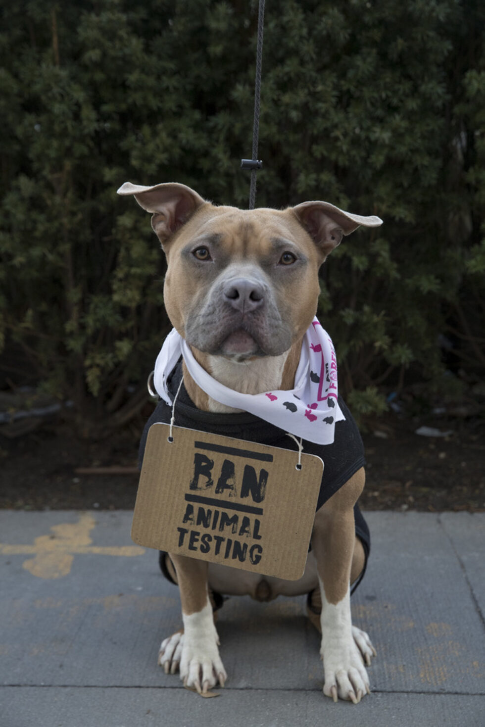 Протестът е в подкрепа на кампанията "Forever Against Animal Testing", призоваваща международната общност да сложи край на практиката на изпитания, на които всяка година са подлагани 500 хил. животни.