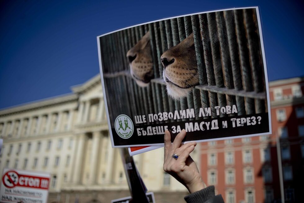 В края на миналата седмица обаче общинските съветници в Разград взеха решение да изпратят лъвчетата в зоопарка в Пазарджик. Според "Четири лапи" и "Дивите животни" изградените нови клетки в зоопарка не отговарят на нуждите на двете спасени лъвчета, чието състояние продължава да е нестабилно. Същевременно според тях в зоологическата градина няма опитни и обучени специалисти гледачи, а в града "няма ветеринарни лекари и клиники, които имат достатъчен опит с диви животни.
