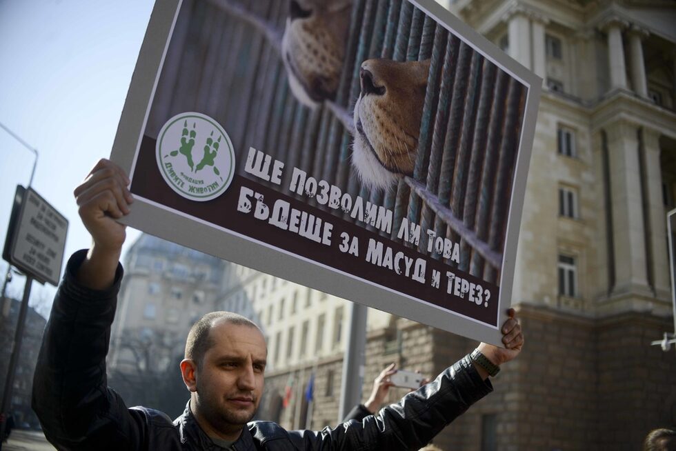 След приключването на акцията пред сградата на правителството протестиращите тръгнаха към ековедомството на ул. "Мария Луиза". Там те отново скандираха с обвинения срещу поведението на ресорния министър и искане за оставката му, след което се наредиха на опашка да подадат лично жалби в деловодството с настояване към министър Димов да предприеме мерки, да издаде разрешение и да улесни транспортирането на трите лъва до спасителния център в Холандия, където те да бъдат под постоянно медицинско наблюдение и да получат професионална грижа от експертен екип, като така те се намират в подходяща за вида им среда.