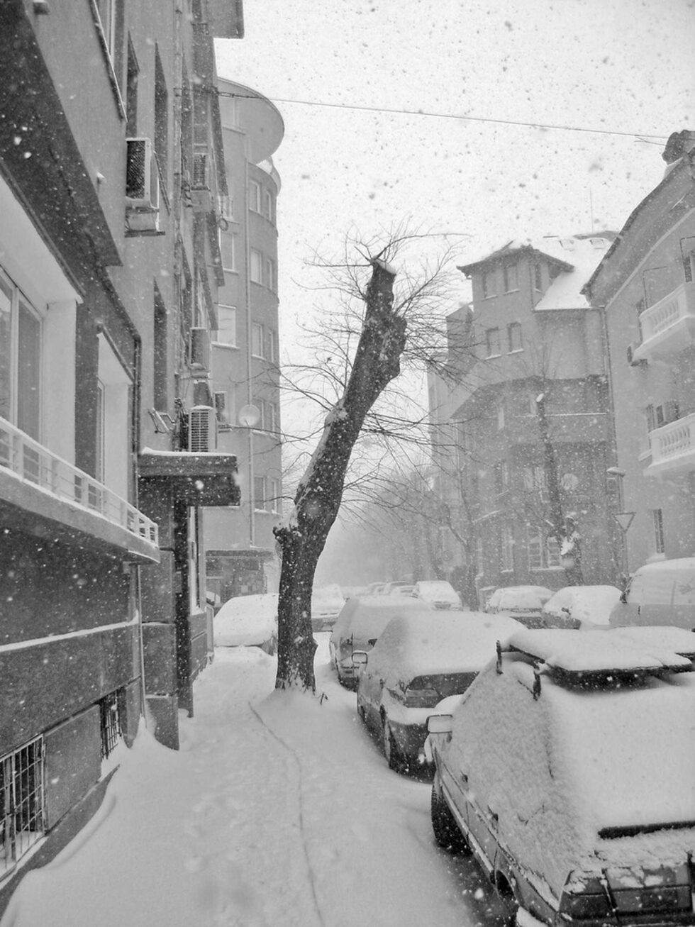 Други останаха да стърчат някак си самотно в снега и да чакат пролетното си оперение...