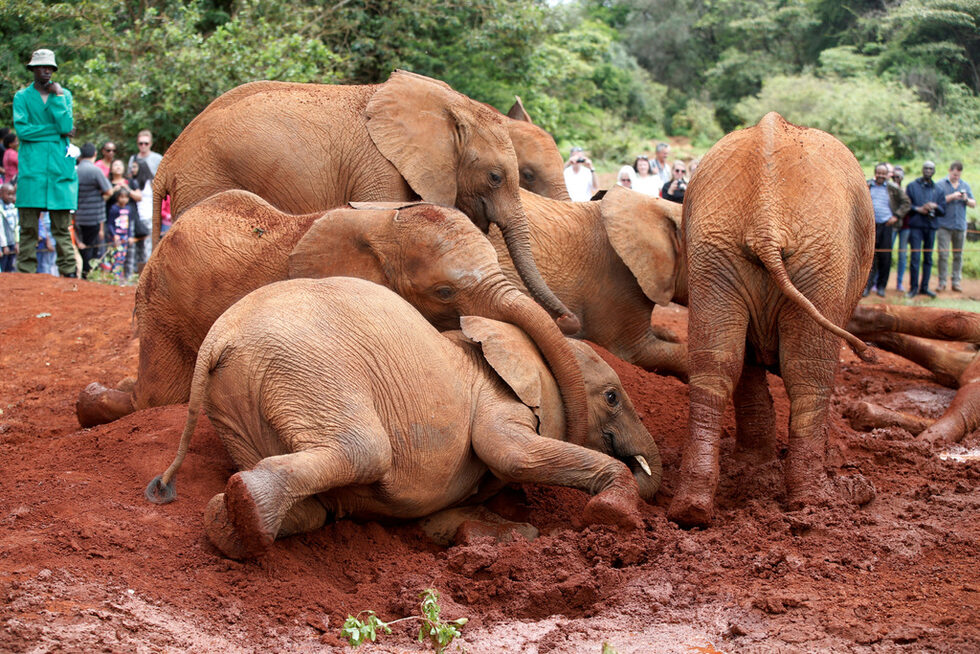 Слончета играят в "David Sheldrick Elephant Orphanage" в Националния парк "Найроби", близо до Найроби, Кения.