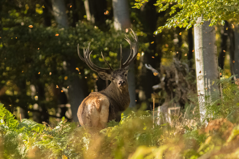 Благородният елен (Cervus elaphus) е едър тревопасен бозайник от разред Чифтокопитни (Artiodactyla). Рогата на мъжкарите започват да растат март-април, и докато достигнат пълно развитие през юли-август, са покрити с фина мъхеста кожица. Падат февруари. На едногодишните екземпляри рогата са много малки и недоразвити, имат едно, максимум две разклонения, на втората година могат да бъдат вече шест. С възрастта рогата стават все по-големи и разклонени. Максимум се достига около десетата година, когато разклоненията им могат да достигнат 24 или повече на брой. Когато животното започне да остарява, рогата започват да намаляват размера си.