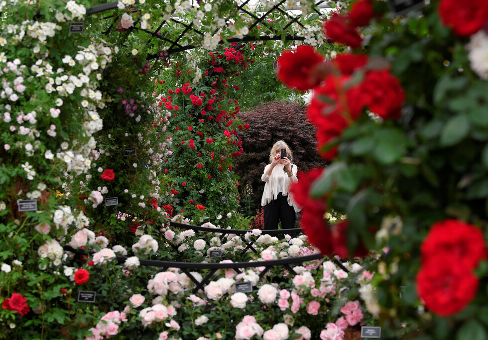 Шоуто на цветята Chelsea Flower Show се провежда под егидата на Кралското градинарско общество. Тази година то е посветено на карибските имигранти от поколението "Уиндръш", несправедливото отношение към които предизвика политически скандал във Великобритания. Поканени в страната след Втората световна война, за да запълнят работните места, те живеят и работят законно там. Но неизвестен брой от децата и внуците им са третирани погрешно като нелегални имигранти и нямат достъп до основни права, като например здравеопазване. Над 60 души неправомерно са били депортирани в Карибите и скандалът коства поста на вътрешния министър.
