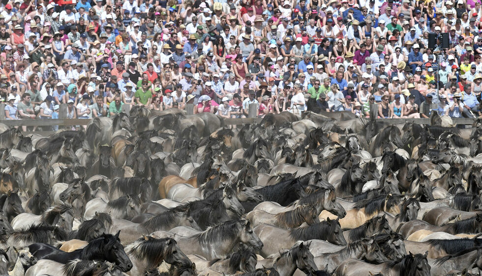 Фотогалерия: Дивите коне на Дюлмен