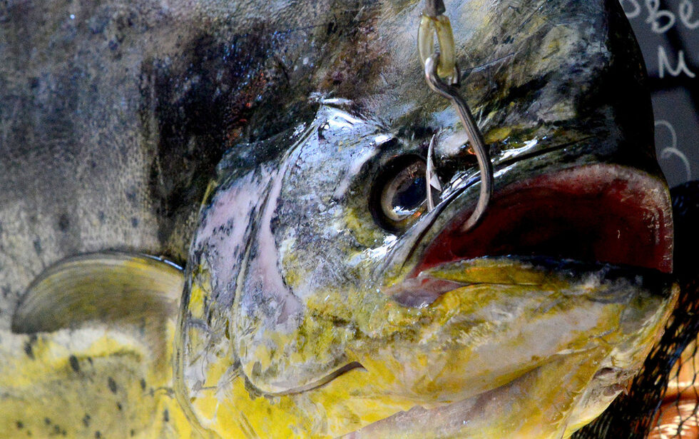 Фотогалерия: Бакхус Fish Fest за първи път в София