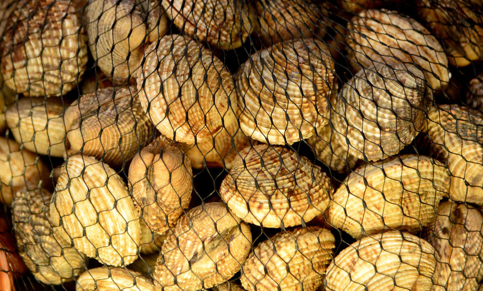 Фотогалерия: Бакхус Fish Fest за първи път в София