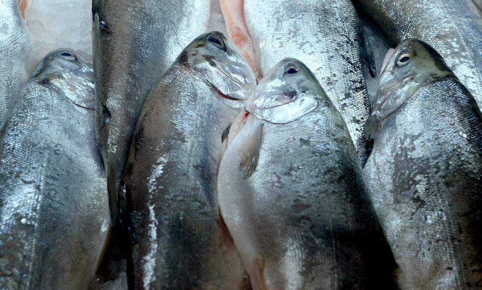 Фотогалерия: Бакхус Fish Fest за първи път в София