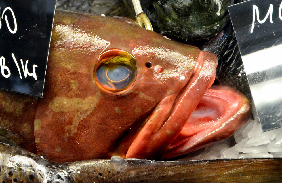 Фотогалерия: Бакхус Fish Fest за първи път в София