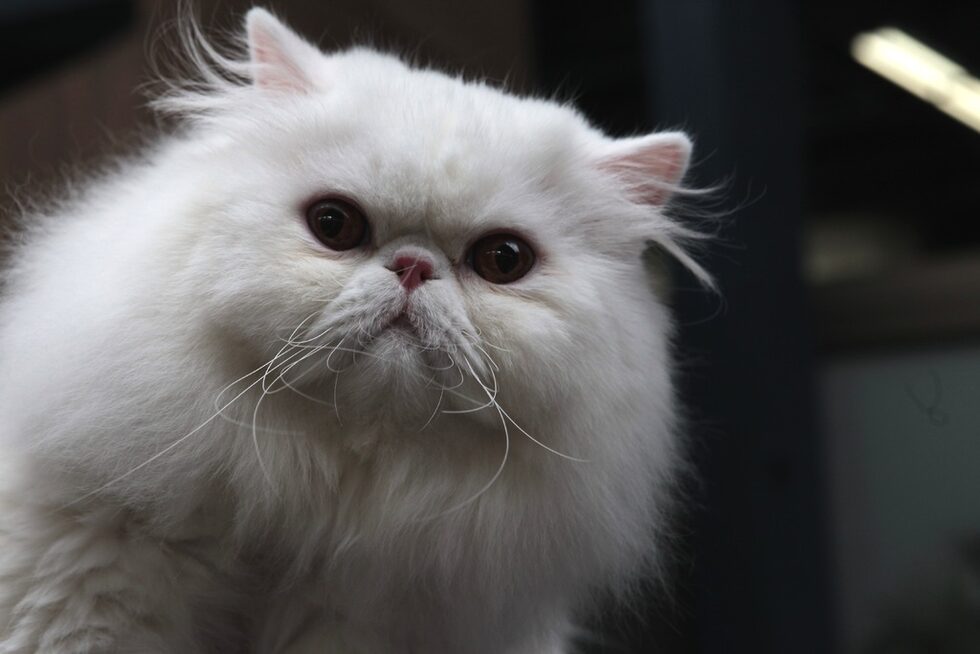 Котките се оценяват по междунарости стандарти, определени от Европейската Федерация по Фелинология (FIFe). Всеки стандарт за порода е приет и одобрен от комисията на федерацията.