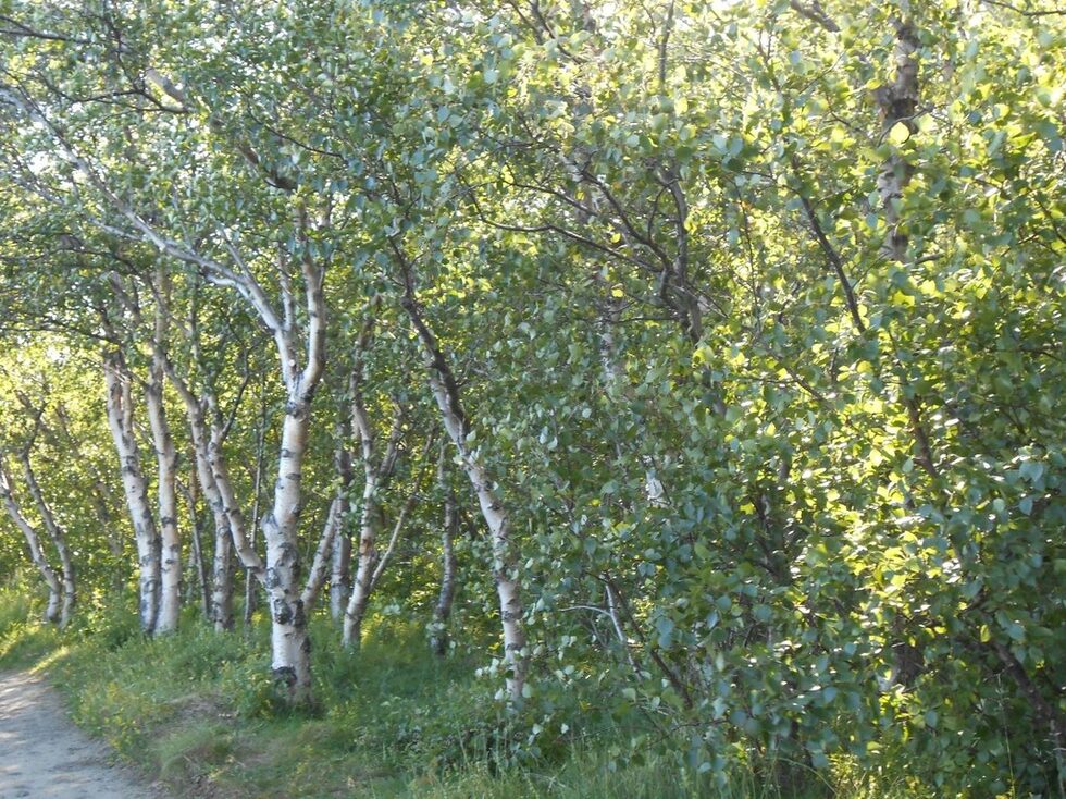 Исландия е пълна с пасища, гората трудно оцелява сред постоянни изригвания.