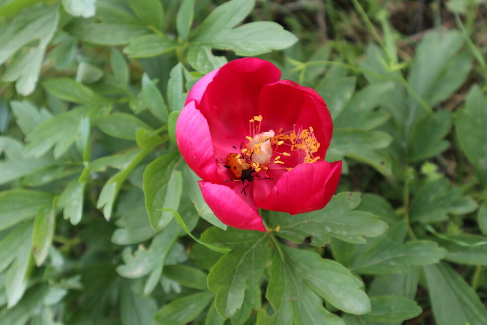 Но не по-малко красиви са големите туфи цъфтящ червен (див) божур (Paeonia Peregrina), който е голям деликатес за многобройните стада на елена лопатар