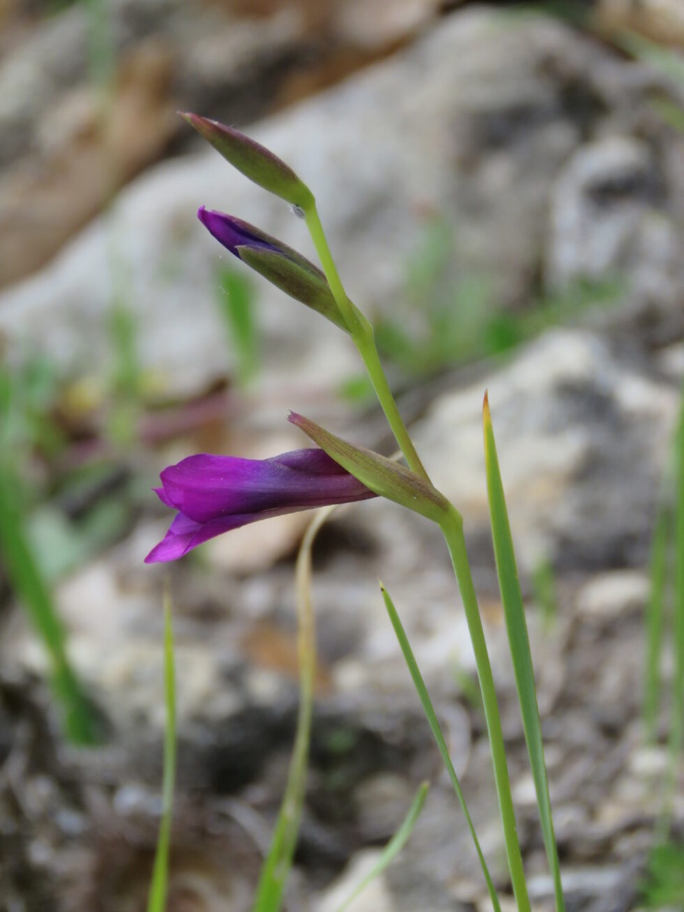 Както и този див представител на гладиола (Gladiolus sp).