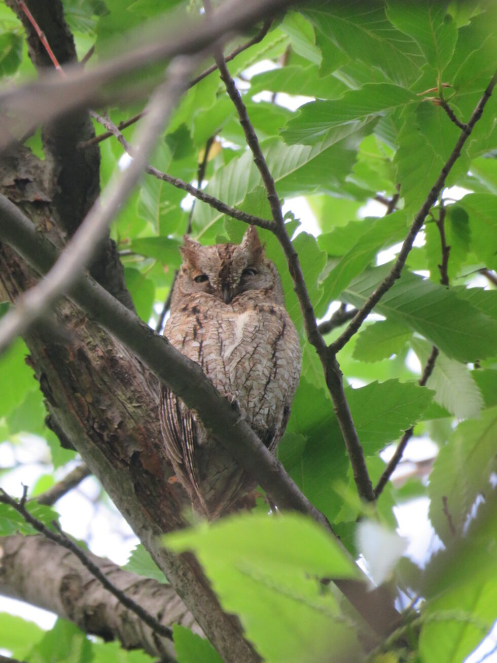 Чухал (Otus scops) Чухалът е труден за наблюдение тъй като благодарение на маскировъчната окраска умело се прикрива.Те образуват постоянни двойки. В началото на размножителния период мъжкият непрекъснато "чуха". Той повтаря своето обаждане по 20 – 22 пъти в минута. Партньорите обичат да се притискат един в друг и да ровят оперението на другия с клюн.